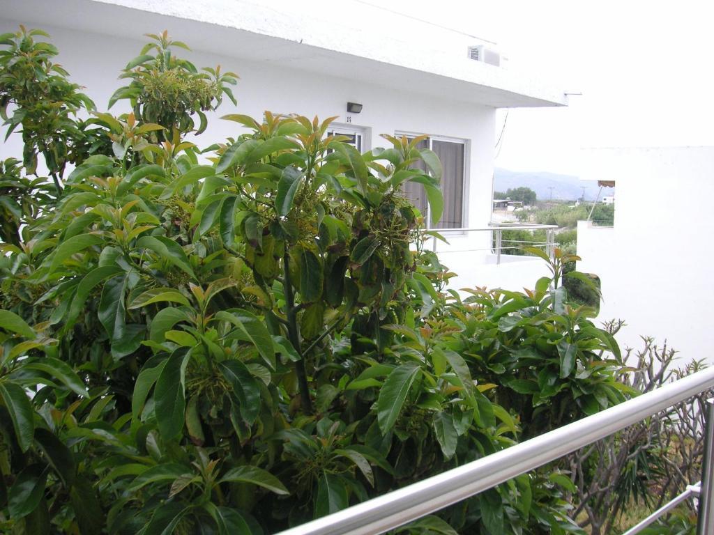 Maria Studios And Apartments Charaki Exterior foto